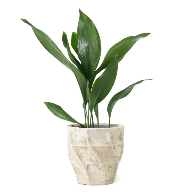 Aspidistra houseplant